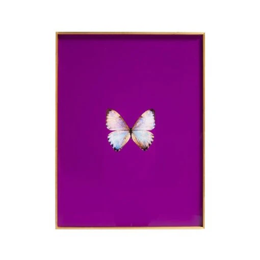 Framed Butterfly Print In Magenta