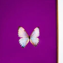 Framed Butterfly Print In Magenta -Home Decorate Shop Framed 20Butterfly 20Print 20In 20Magenta.04