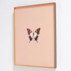 Framed Butterfly Print In Peach -Home Decorate Shop Framed 20Butterfly 20Print 20In 20Peach.03
