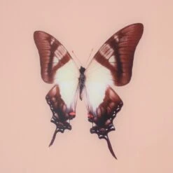 Framed Butterfly Print In Peach -Home Decorate Shop Framed 20Butterfly 20Print 20In 20Peach.04