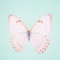 Framed Butterfly Print In Seafoam -Home Decorate Shop Framed 20Butterfly 20Print 20In 20Seafoam.03