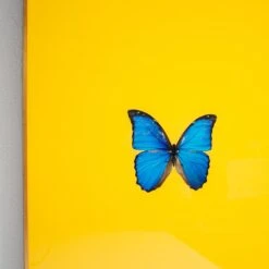 Framed Butterfly Print In Yellow -Home Decorate Shop Framed 20Butterfly 20Print 20In 20Yellow.04