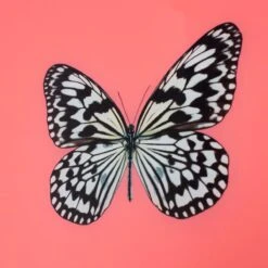 Framed Butterfly Print In Persimmon -Home Decorate Shop Framed 20Butterfly 20Print 20in 20Persimmon.04