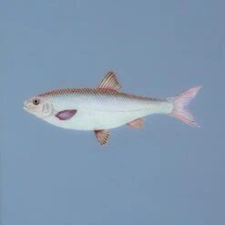 Framed Fish Print In Deep Sea Blue -Home Decorate Shop Framed 20Fish 20Print 20in 20Deep 20Sea 20Blue.03