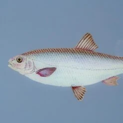 Framed Fish Print In Deep Sea Blue -Home Decorate Shop Framed 20Fish 20Print 20in 20Deep 20Sea 20Blue.04