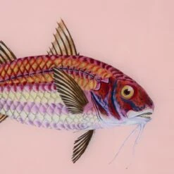 Framed Fish Print In Light Coral -Home Decorate Shop Framed 20Fish 20Print 20in 20Light 20Coral.03