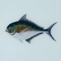 Framed Fish Print In Sea Spray -Home Decorate Shop Framed 20Fish 20Print 20in 20Sea 20Spray.03