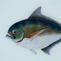 Framed Fish Print In Sea Spray -Home Decorate Shop Framed 20Fish 20Print 20in 20Sea 20Spray.04