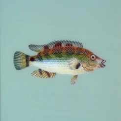 Framed Fish Print In Seagrass 6 Framed Fish Print In Seagrass -Home Decorate Shop Framed 20Fish 20Print 20in 20Seagrass.03