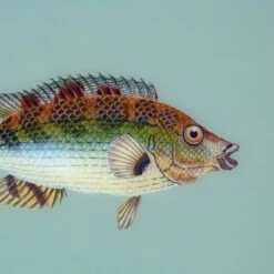 Framed Fish Print In Seagrass 7 Framed Fish Print In Seagrass -Home Decorate Shop Framed 20Fish 20Print 20in 20Seagrass.04