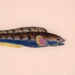 Framed Fish Print In Shell -Home Decorate Shop Framed 20Fish 20Print 20in 20Shell.03