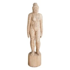 Acupuncture Figure – Woman