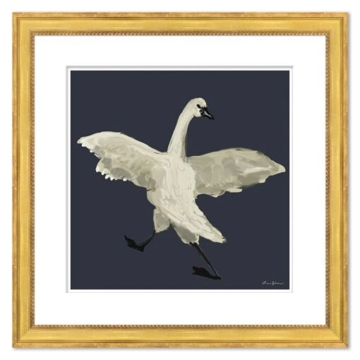 Swan Coy