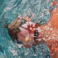 Vogue 'Women In Swimming Pool' By Fred Lyon -Home Decorate Shop Vogue 20 Women 20In 20Swimming 20Pool 20by 20Fred 20Lyon.04